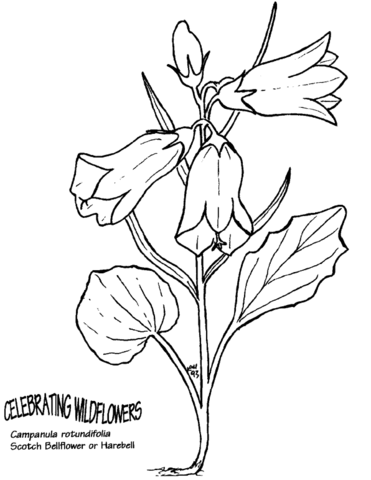 Scotch Bellflower Or Harebell Coloring Page